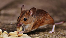 24 Hour & Emergency Exterminators in Indian Hill, OH